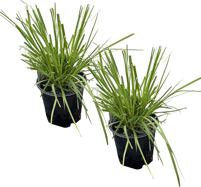 Live Perennial Pampas Grass - Assorted White and Pink (2 Per Pack), Showy Accent Plant, 12" Tall by 6" Wide in 1.5 Quart Pot