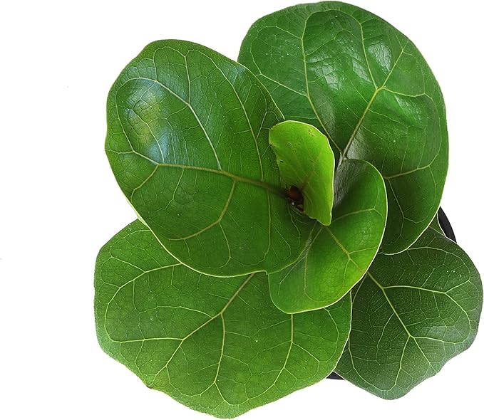 Plants for Pets Ficus Lyrata Fiddle Leaf Fig Plant, House Plants Indoors Live Ficus Tree Live Plant, Fig Trees Live Plants Indoor Plants Live Houseplants Fig Plants Live in Planter Pot in Soil Mix