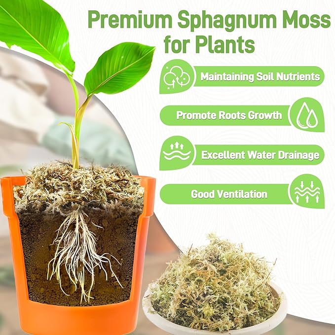4LB Sphagnum Moss for Plants Indoor, Premium Peat Moss for Reptiles Terrarium-80 Quarter, Natural Long Fiber Orchid Moss for Repotting Propagation Succulent Sarracenia Carnivorous Gardening