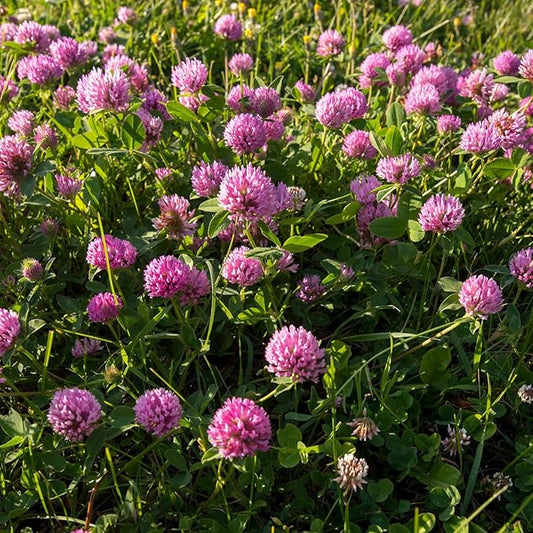 Outsidepride Perennial Red Clover Seeds - 5 lbs. Self-Seeding, Nitrocoated, Inoculated Clover Seeds for Lawn, Yard, Forage, Pasture, Hay, Nitrogen Fixation, Soil Improvement & Crop Rotation Programs