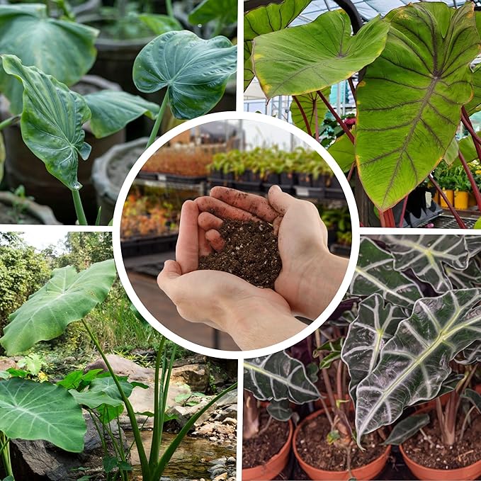 Elephant Ear Potting Soil Mix (8 Quarts), Colocasia and Alocasia Potted Plant Blend