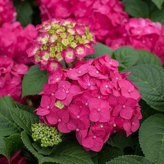 2 Gal. Summer Crush Hydrangea Shrub