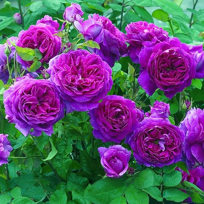 Purple Climbing Rose Seeds Fragrant Blooms for Cutting and Using in Floral Arrangements Attract Pollinators Creat Vertical Accents in Gardens, On Trellises, Arbors, Fences 5Pcs by YEGAOL Garden