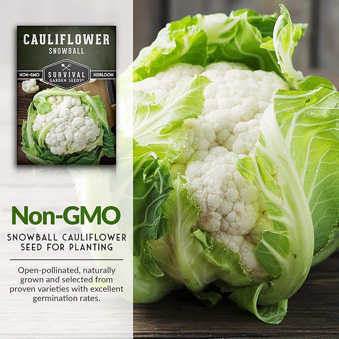 Snowball Cauliflower Seed for Planting - 2 Packets with Instructions to Plant & Grow Amazing White Vegetables in Your Home Vegetable Garden - Non-GMO Heirloom Variety - Survival Garden Seeds