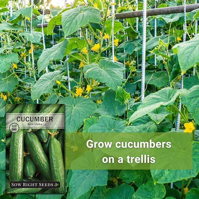Sow Right Seeds - Beit Alpha Cucumber Seeds for Planting - Non-GMO Heirloom Packet with Instructions to Plant and Grow a Home Vegetable Garden - Start Indoors, Plant Outdoors with Trellis (1)