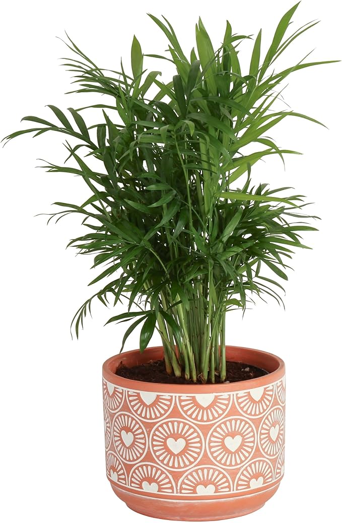 Costa Farms Parlor Palm, Neanthebella, Easy to Grow Houseplant Potted in Décor Plant Pot, Everyday Gift for Mom, For Wife, From Daughter, Son, Room or Home Decor, 1 Foot Tall