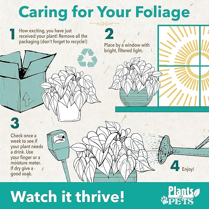 Arrowhead Plant Kit (4 Pack),4 Inch Pots for Plants,Syngonium Plant Live,Plant Gifts for Plant Lovers,Vine Plants Indoor Live,Rooted Live Plants Indoor Plants Live Houseplants by Plants for Pets,Black