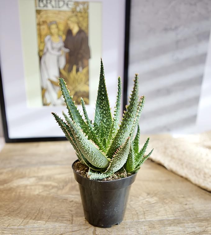 Live Aloe Plant Succulents (3 Pack), Succulents Plants Live in Potting Soil, Potted Succulents Live Plants, Star Aloe Plants Live in Cacti Pots, Cactus Plants Live Succulent Plants by Plants for Pets