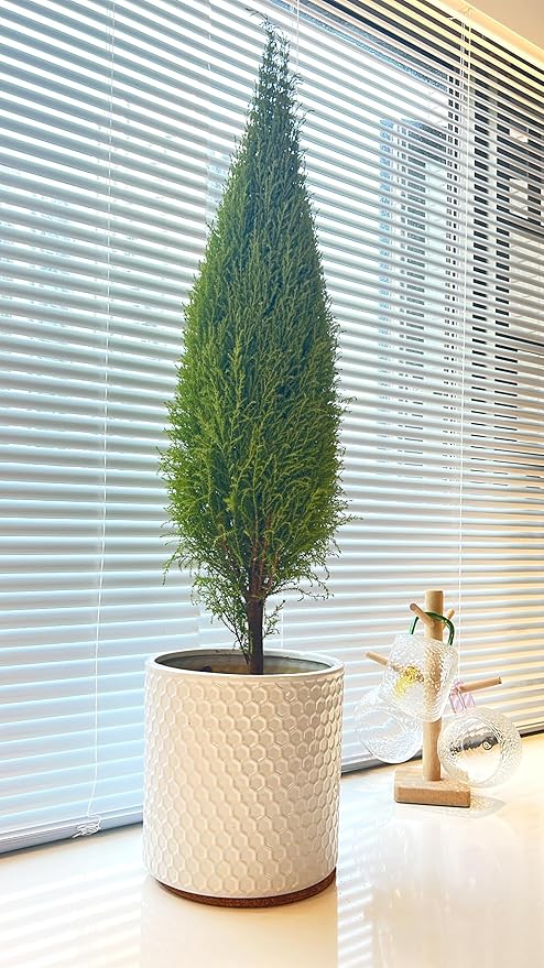 Docrin Ceramic Planters Indoor: 8 Inch Plant Pot with Drainage Holes for Home/Office - White Honeycomb