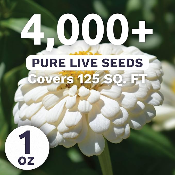 Zinnia Polar Bear White - Large 1 Ounce Packet - 4,000 Flower Seeds for Planting - Zinnia elegans