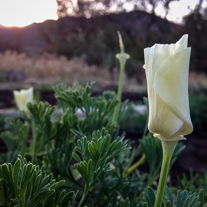 Plant Good Seed White Linen California Poppy Seeds - Pack of 200, Heirloom Seeds for Planting Flowers - Gardening Supplies, Herb Garden, Wildflower, Flower Seeds to Plant Outside - from USA
