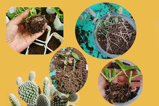 6 lb Fine Grain Japanese Super Hard Akadama Bonsai Soil (1-2mm) for cuttings, Aquatic Plant Soil, Cultivating seedlings and Miniature Bonsai