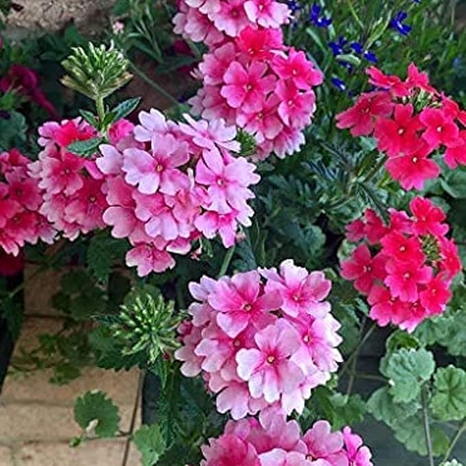 CHUXAY GARDEN Pink Trailing Verbena Seed 100 Seeds Ornamental Flowering Plant Attract Butterflies and Bees Easy Cultivating