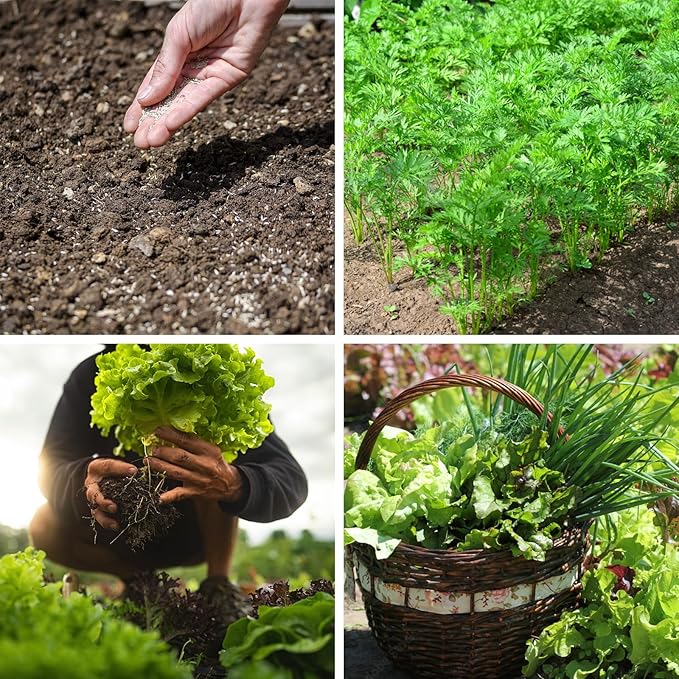 4000+ Leafy Greens Seeds, 10 Varieties of Veggies Seeds for Planting, Heirloom Seeds Gift Pack, Garden Seeds Kit for Indoor Outdoor Growing, Home Fresh Food Supply, Non-GMO