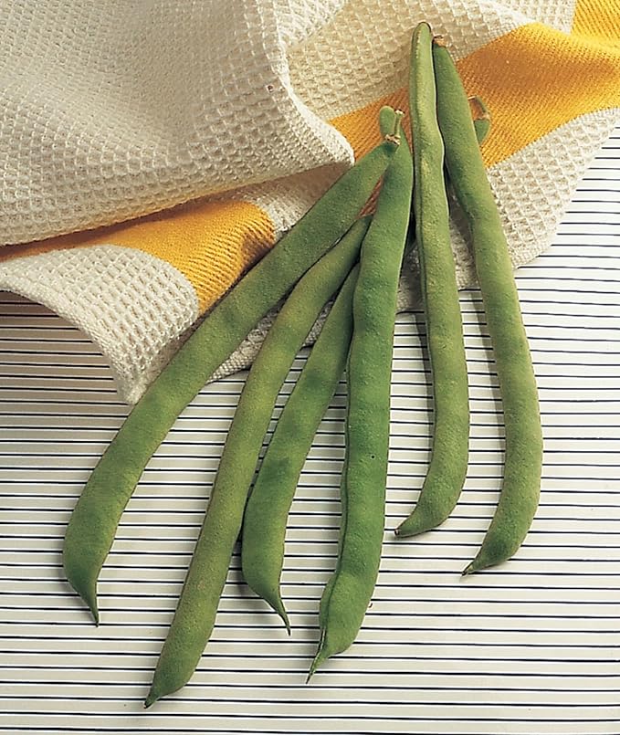 Burpee Kentucky Wonder Pole Bean Seeds 8 ounces of seed