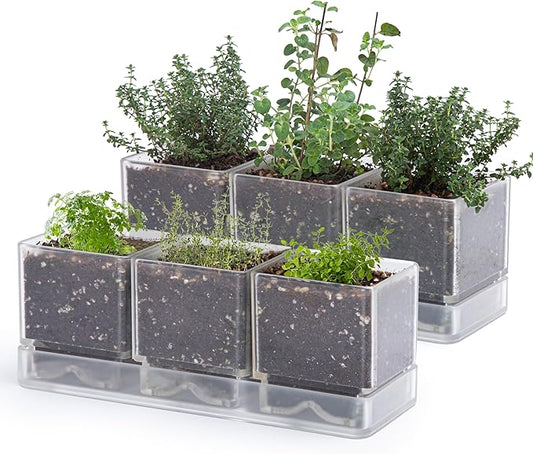 D'vine Dev Herb Garden Planter Set, Plastic Plant Pots with Drainage and Saucer, Indoor Succulent Cactus Vegetable Pot for Windowsill, Garden Balcony, Clear, Set of 2, 76-V-D-2