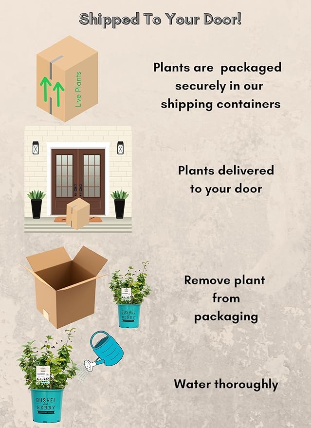 2g Bushel and Berry BlackBerry Baby Cakes