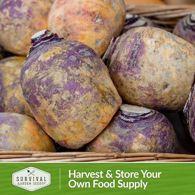 Survival Garden Seeds - 5 Packs American Purple Rutabaga Seed for Planting with Instructions to Grow Brassica Napus in Your Home Vegetable Garden - Non-GMO Heirloom Variety