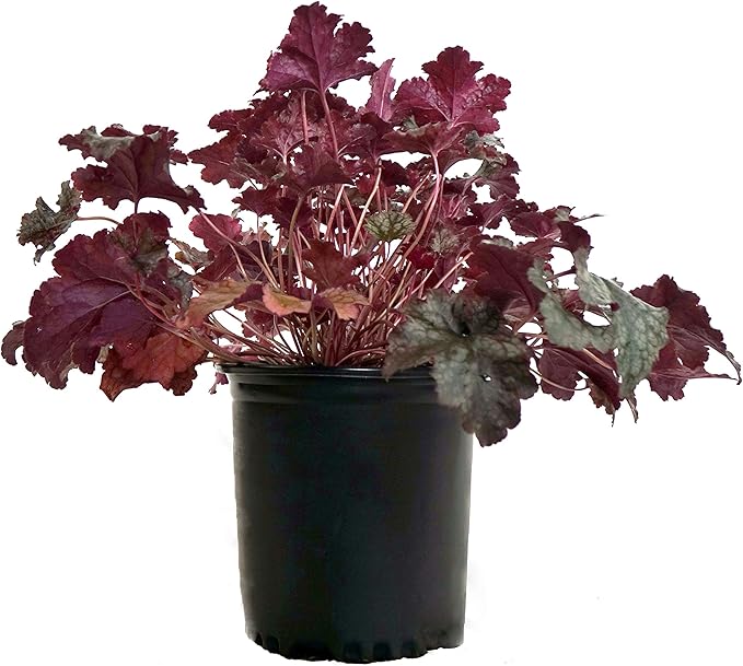 Heuchera 'Plum Pudding' (Coral Bells) Perennial, purple & silver foliage, 1 - Size Container
