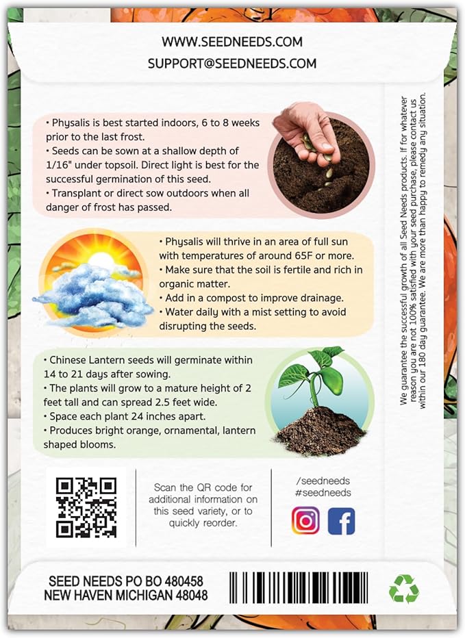 Seed Needs, Chinese Lantern Seeds for Planting (Physalis Alkekengi) Heirloom & Open Pollinated - Orange Ornamental Pods (2 Packs)