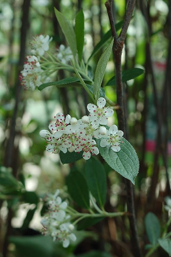 Aronia arb. 'Brilliantissima' (Red Chokeberry) Shrub, 3-Size Container, White Flowers