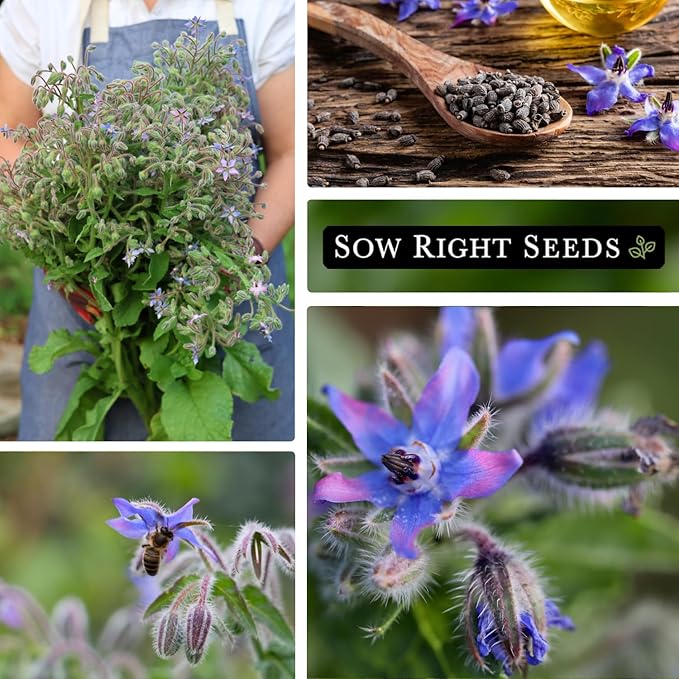 Sow Right Seeds - Borage Seed to Plant - Non-GMO Heirloom Seeds - Full Instructions for Easy Planting and Growing a Kitchen Herb Garden - Indoors or Outdoor - Great Gardening Gift (3)