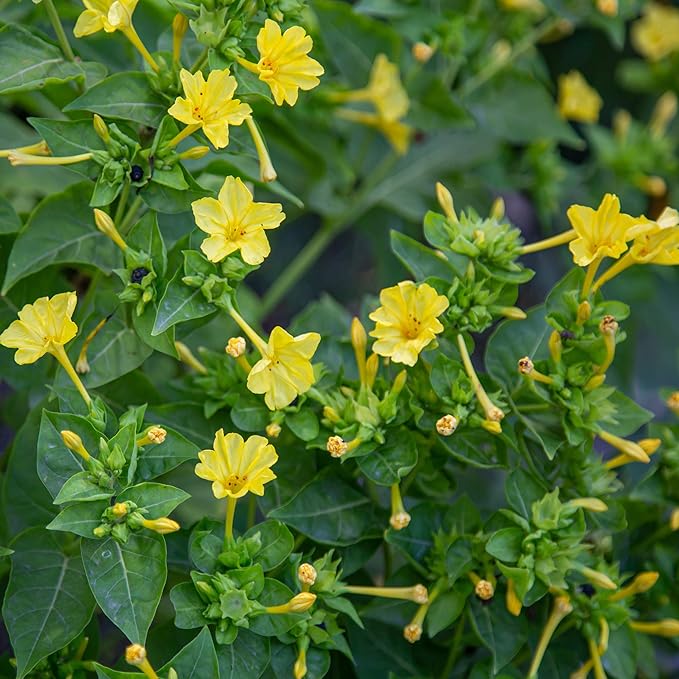 Outsidepride 1/4 lb. Perennial Mirabilis Jalapa Four O' Clock Yellow Flower Seeds for Planting