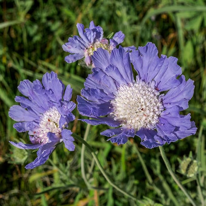 Outsidepride 200 Seeds Perennial Blue Scabiosa Pincushion Flower Seeds for Planting