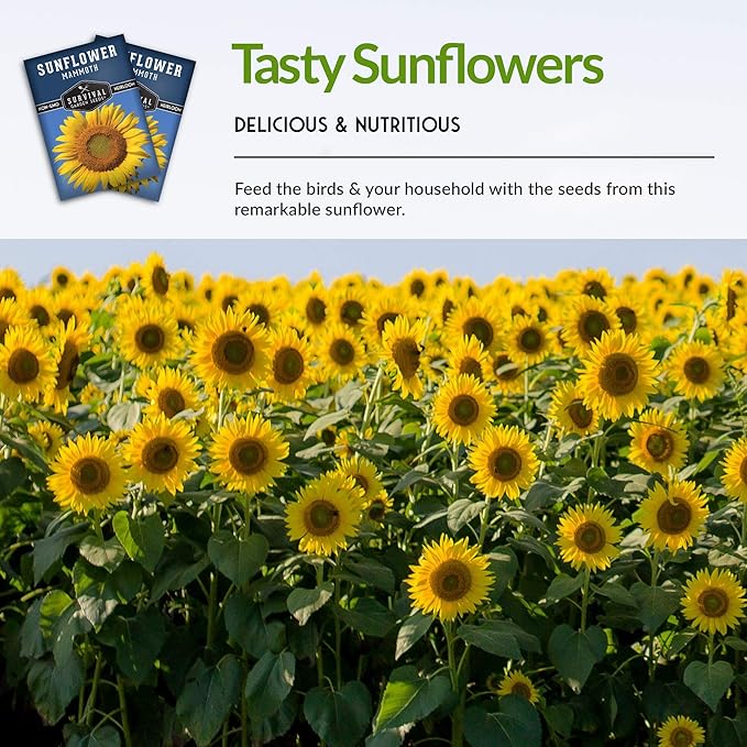 Survival Garden Seeds - Mammoth Sunflower Seed for Planting - 5 Packs with Instructions to Plant and Grow Enormous Colorful Flowers in Your Home Flower or Vegetable Garden - Non-GMO Heirloom Variety