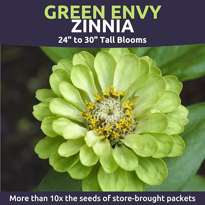 Zinnia Green Envy - Large 1 Ounce Packet - 4,000 Flower Seeds for Planting - Zinnia elegans