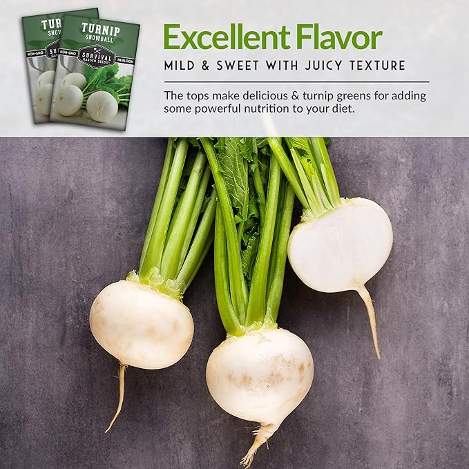 Survival Garden Seeds - Turnip Snowball Seed for Planting - 2 Packs with Instructions to Plant and Grow Root Vegetables and Greens in Your Home Vegetable Garden - Non-GMO Heirloom Variety - Seed Vault