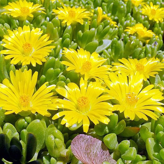 Yellow Ice Plant Seeds Evergreen Ornamental Edible Attract Butterflies Drought Tolerant Ground Cover Rock Garden Outdoor Bed 100Pcs Flower Seeds by YEGAOL Garden