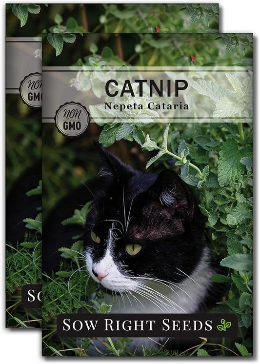 Sow Right Seeds - Catnip Seed for Planting - Popular Herb for Happy Cats - Non-GMO Heirloom Packet with Instructions to Plant and Grow - A Gift for The Cat Lover - Perennial Herb Indoors (2)