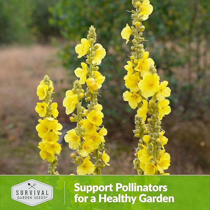 Mullein Seed for Planting - 5 Packets with Instructions to Plant and Grow Medicinal Herb Common Mullein in Your Home Vegetable Garden - Non-GMO Heirloom Variety - Survival Garden Seeds