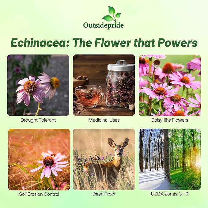 Outsidepride 1000 Seeds Perennial Echinacea Purple Coneflower Wild Flower Seeds for Planting