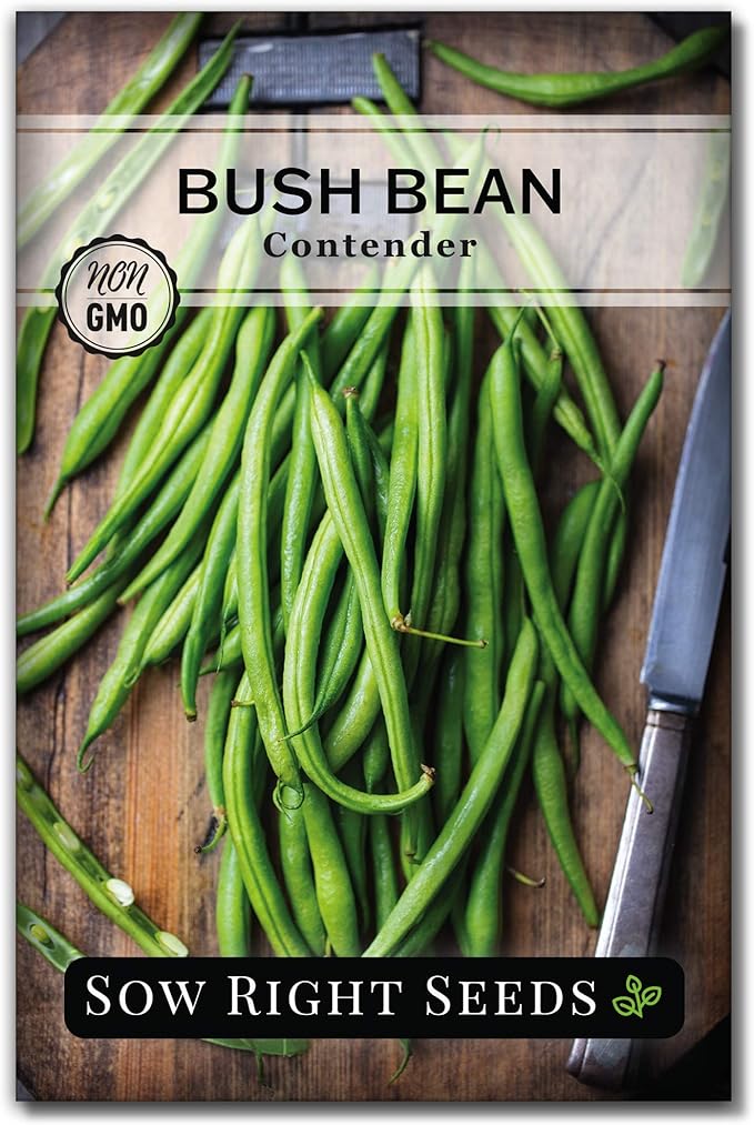 Sow Right Seeds - Contender Bush Green Bean Seeds for Planting - Non-GMO Heirloom Seed Packet - Stringless Variety to Plant an Outdoor Home Vegetable Garden - Abundant Harvest, Great for Kids (1)