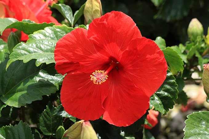Costa Farms Live Premium Braided Hibiscus, Outdoor Plant Grower's Choice Color, 42-Inches Tall
