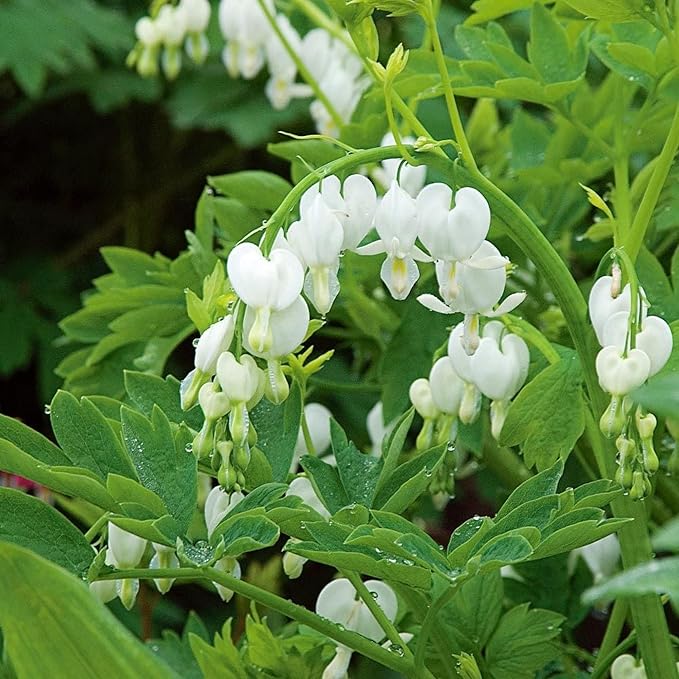 CHUXAY GARDEN 25 Seeds Dicentra Spectabilis 'Alba',Bleeding Heart,Dicentra Spectabilis Seed Rare White Flowers Showy Accent Plant Striking Landscaping