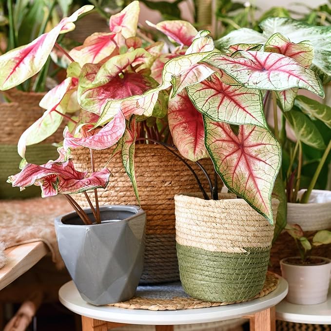 Caladium Potting Mix - Promote Strong Roots and Captivating Patterns with Our Premium Blend - 4 Quart