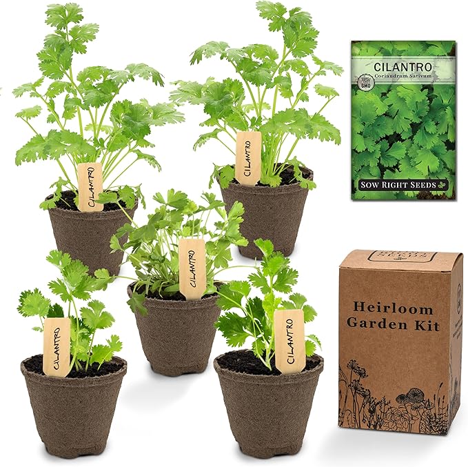 Sow Right Seeds - Cilantro Seeds for Planting Indoors - Grow your own Herbs Kit - Includes Pots & Potting Soil - Non-GMO Packet with Instructions - Fresh or Dried Herbs in the Kitchen - Gardening Gift
