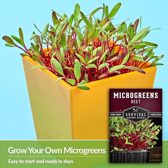 1 Pack Beet Microgreens Seeds for Planting and Growing - Plant Green Leafy Micro Vegetable Plants Indoors - Grow Your Own Mini Windowsill Garden - Non-GMO Heirloom - Survival Garden Seeds