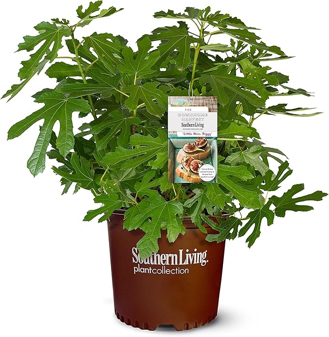 Southern Living Plant Collection 2 Gallon 'Little Miss Figgy' Fig Plant