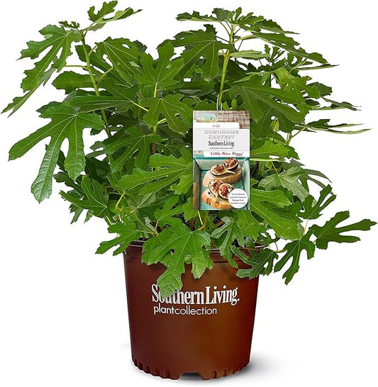 Southern Living Plant Collection 2 Gallon 'Little Miss Figgy' Fig Plant