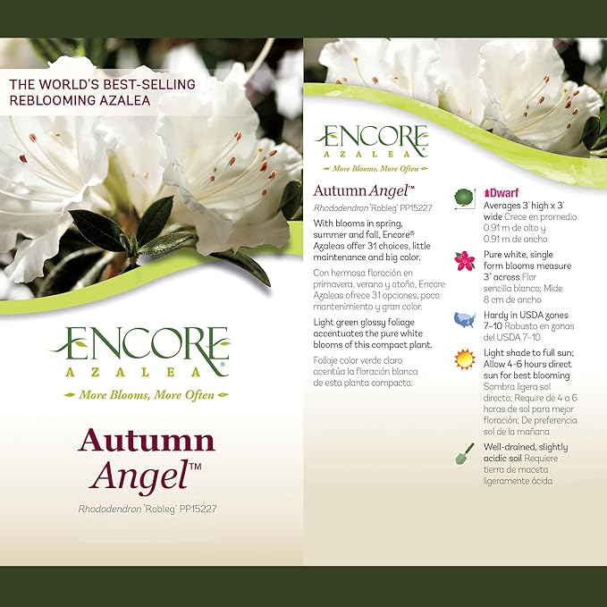 2 Gallon Encore Azalea Autumn Angel Shrub