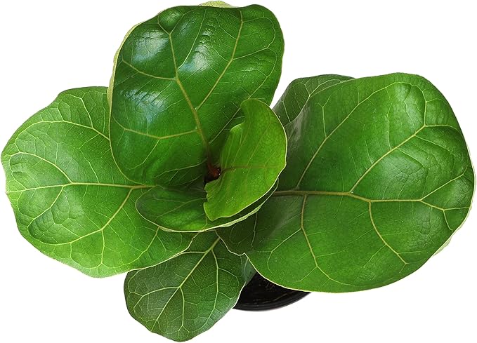 Plants for Pets Ficus Lyrata Fiddle Leaf Fig Plant, House Plants Indoors Live Ficus Tree Live Plant, Fig Trees Live Plants Indoor Plants Live Houseplants Fig Plants Live in Planter Pot in Soil Mix