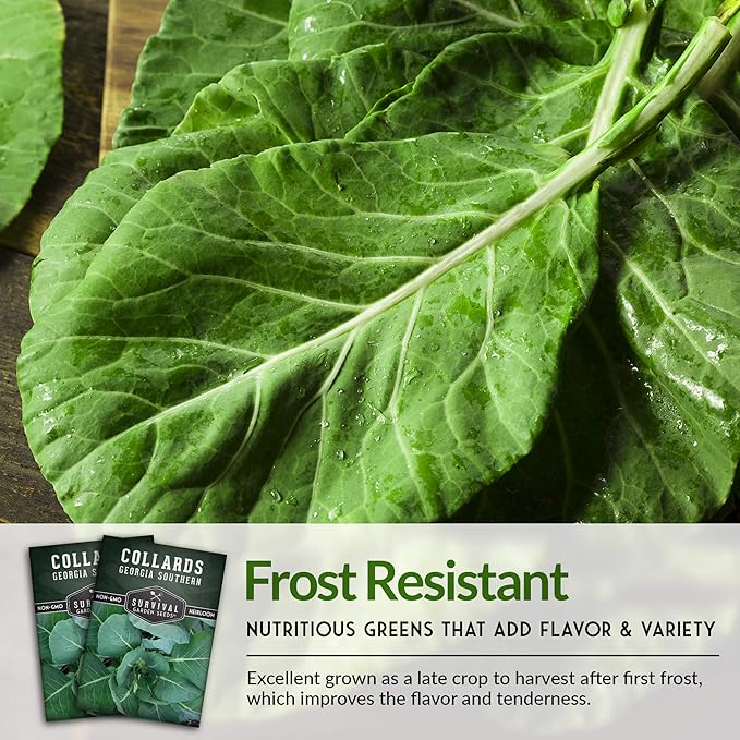 Survival Garden Seeds - Georgia Southern Collards Seed for Planting - Pack with Instructions to Plant and Grow Healthy Collard Greens in Your Home Vegetable Garden - Non-GMO Heirloom Variety - 2 Packs