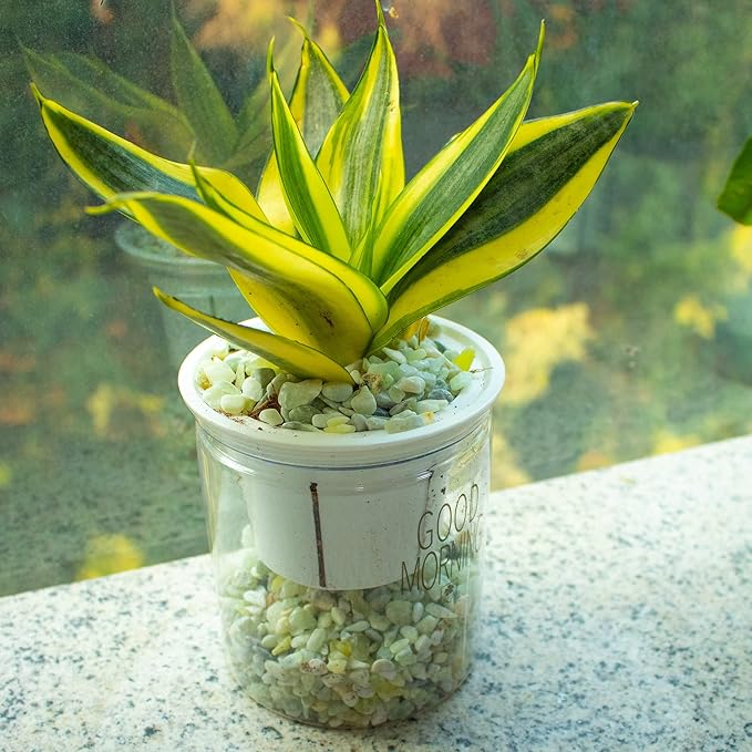 18lb Jade Bean Sand Stone-Succulents and Cactus Bonsai DIY Projects Rocks,Decorative Gravel for Plants and Vases Fillers,Fairy Gardening,Natural Stone Top Dressing for Potted Plants (5mm-8mm)