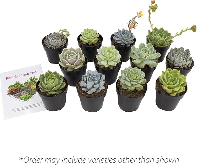 Altman Plants, Echeveria Succulents Live Plants (12PK), Live Succulents Plants Live Houseplants, Live Indoor Plants Succulent Plants, Succulent Plant House Plants Indoors Live Succulent Party Favors