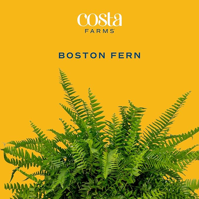 Costa Farms Boston Fern Live Plant, Outdoors or Indoor Houseplant in Hanging Basket Planter, Ferns Soil Mix, Real Plants Gift, Housewarming, Patio, Balcony, Front Porch Decor, 1-2 Feet Tall and Wide