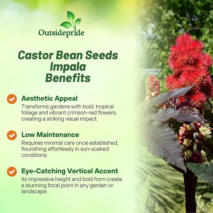 Outsidepride 100 Seeds Annual Ricinus Communis Castor Bean Impala Flower Seeds for Planting